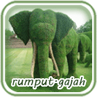 rumput.gajah
