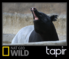 NatGeoWILD