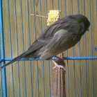profile-picture