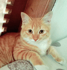 profile-picture