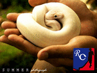 reptilecare