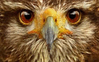 profile-picture