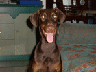 profile-picture