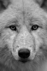 profile-picture