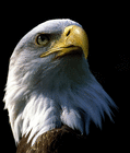profile-picture
