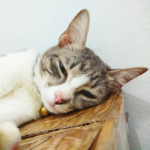 profile-picture