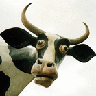 cow.shake