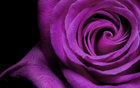 purplepiano