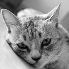 profile-picture