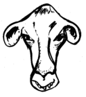 profile-picture