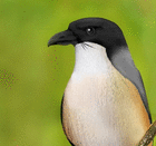 profile-picture