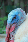 profile-picture
