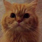 profile-picture