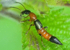 tomcatvirus