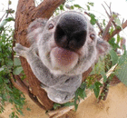koalatertidur
