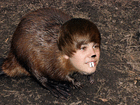 justin.beaver
