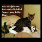nasigoceng