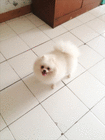 archpom