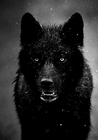 profile-picture