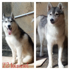 mezna72