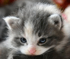 meeite
