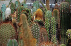 kaktus.jek