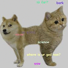 dogedog3