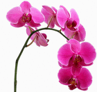 orchidcs