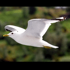 burung.camar