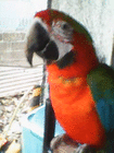 parrot89