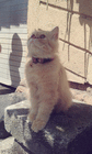 mollythecat