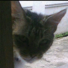 profile-picture