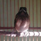 wrbirdfarm