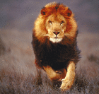 lion.of.judah