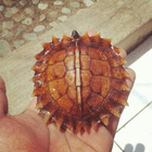 profile-picture