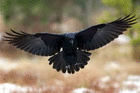 raven.blackshed