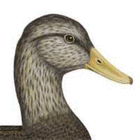 duck.headd