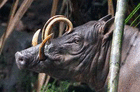 the.babirusa