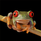 asian.frog
