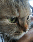 profile-picture