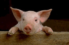 babi.hong
