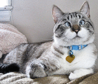 henimeow