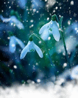 snowdrops