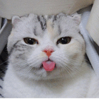 mycatsisfuck