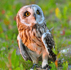 kangowl