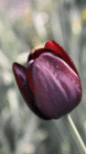 profile-picture