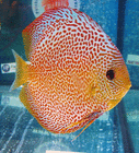 discus.bogor