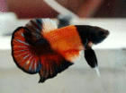 profile-picture