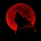 profile-picture