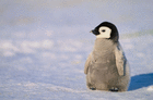 pinguinprop